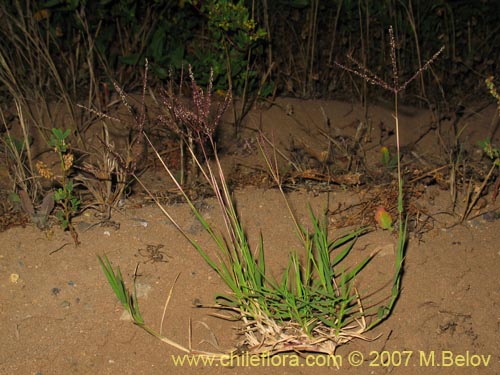 Imágen de Poaceae sp. #2452 (). Haga un clic para aumentar parte de imágen.