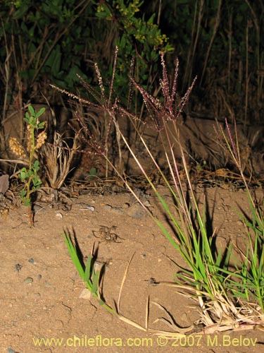 Bild von Poaceae sp. #2452 (). Klicken Sie, um den Ausschnitt zu vergrössern.