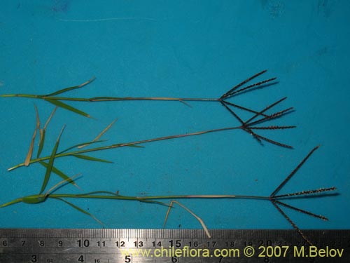 Poaceae sp. #2452의 사진