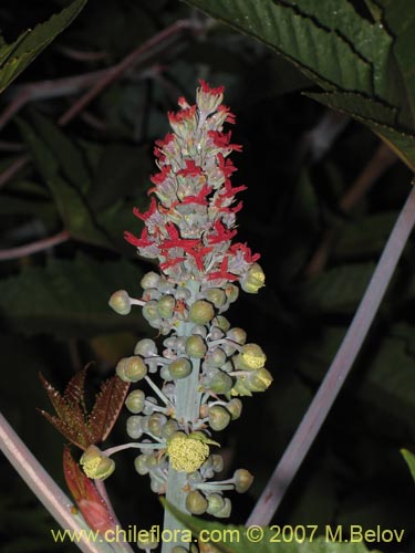 Imágen de Ricinus communis (Ricino / Palma christi / Higuerilla). Haga un clic para aumentar parte de imágen.