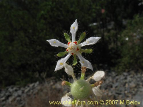 Imágen de Loasa pallida (Ortiga caballuna blanca). Haga un clic para aumentar parte de imágen.