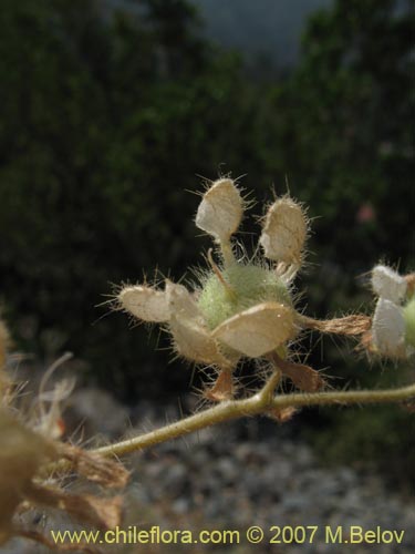 Bild von Loasa pallida (Ortiga caballuna blanca). Klicken Sie, um den Ausschnitt zu vergrössern.