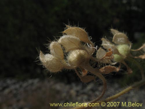 Imágen de Loasa pallida (Ortiga caballuna blanca). Haga un clic para aumentar parte de imágen.