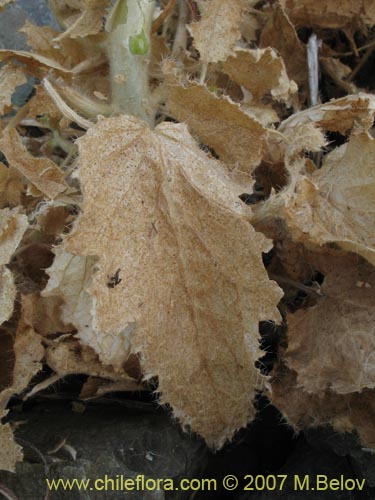 Image of Loasa pallida (Ortiga caballuna blanca). Click to enlarge parts of image.