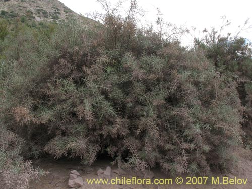 Image of Colletia sp.   #1360 (). Click to enlarge parts of image.