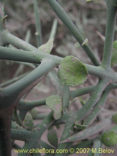 Colletia sp. #1360の写真