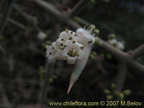 Colletia sp. #1360의 사진