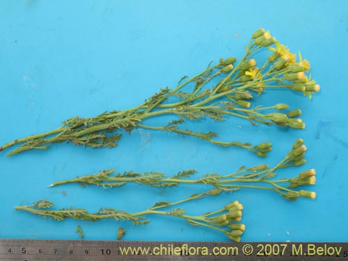 Image of Senecio anthemidiphyllus (). Click to enlarge parts of image.