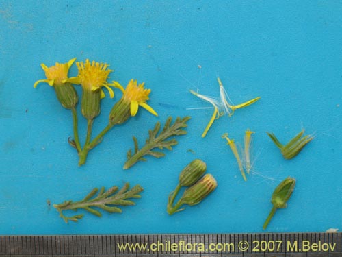 Фотография Senecio anthemidiphyllus (). Щелкните, чтобы увеличить вырез.