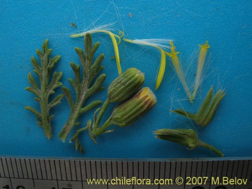 Фотография Senecio anthemidiphyllus (). Щелкните, чтобы увеличить вырез.