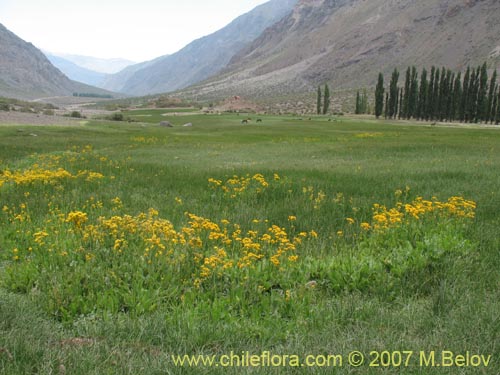 Image of Senecio fistulosus (Hualtata). Click to enlarge parts of image.