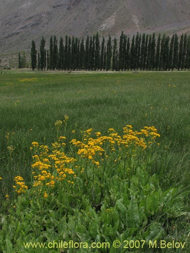 Image of Senecio fistulosus (Hualtata). Click to enlarge parts of image.