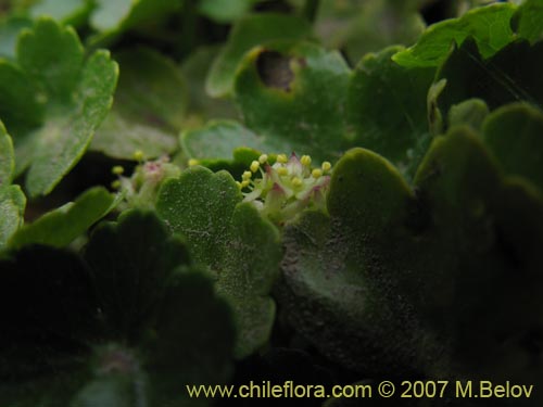 Image of Hydrocotyle ranunculoides (). Click to enlarge parts of image.