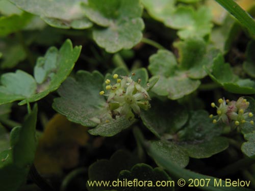 Hydrocotyle ranunculoidesの写真