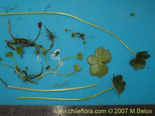 Hydrocotyle ranunculoidesの写真