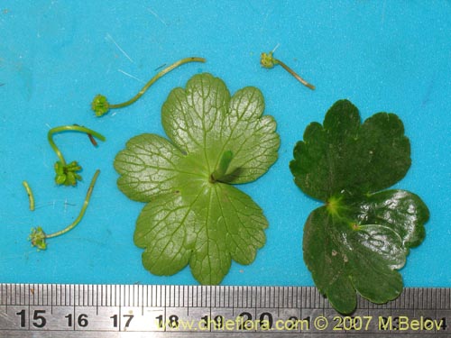 Bild von Hydrocotyle ranunculoides (). Klicken Sie, um den Ausschnitt zu vergrössern.