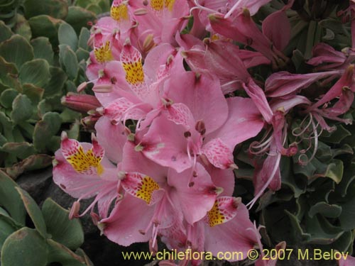 Bild von Alstroemeria umbellata (Lirio de cordillera rosado). Klicken Sie, um den Ausschnitt zu vergrössern.