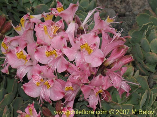 Bild von Alstroemeria umbellata (Lirio de cordillera rosado). Klicken Sie, um den Ausschnitt zu vergrössern.