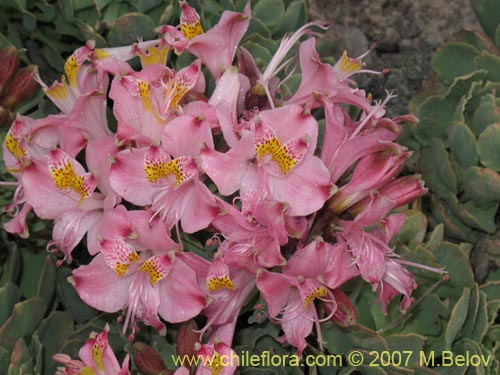 Alstroemeria umbellataの写真