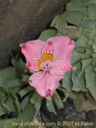 Bild von Alstroemeria umbellata (Lirio de cordillera rosado). Klicken Sie, um den Ausschnitt zu vergrössern.