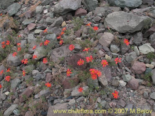 Bild von Mutisia subulata fma. rosmarinifolia (Hierba del jote / Flor de la granada). Klicken Sie, um den Ausschnitt zu vergrössern.