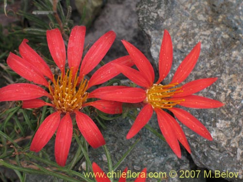 Image of Mutisia subulata fma. rosmarinifolia (Hierba del jote / Flor de la granada). Click to enlarge parts of image.