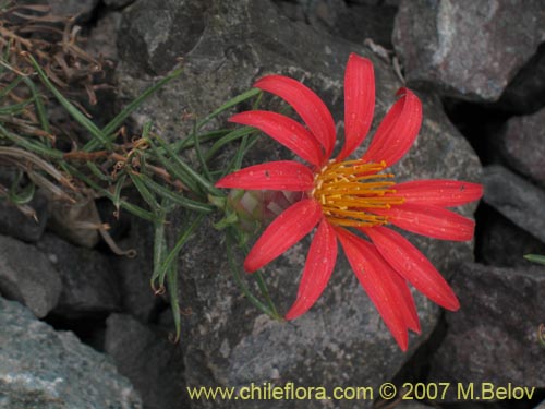 Imágen de Mutisia subulata fma. rosmarinifolia (Hierba del jote / Flor de la granada). Haga un clic para aumentar parte de imágen.