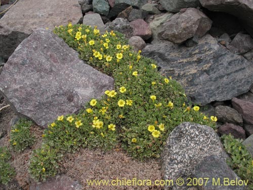 Imágen de Oxalis sp. #7181 (). Haga un clic para aumentar parte de imágen.