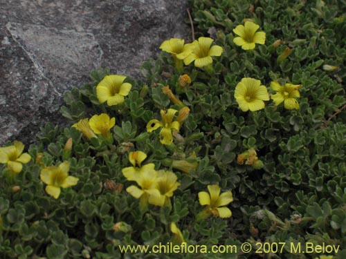 Imágen de Oxalis sp. #7181 (). Haga un clic para aumentar parte de imágen.