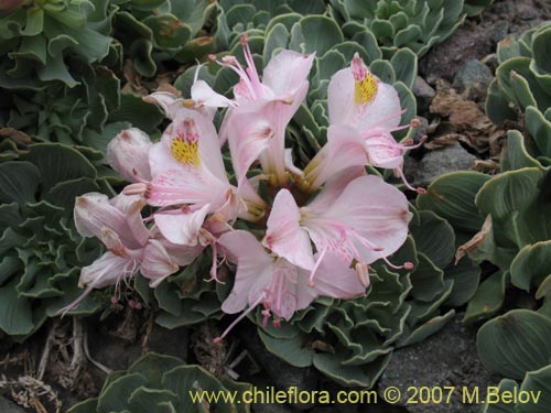 Bild von Alstroemeria umbellata (Lirio de cordillera rosado). Klicken Sie, um den Ausschnitt zu vergrössern.