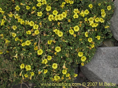 Imágen de Oxalis sp. #7181 (). Haga un clic para aumentar parte de imágen.