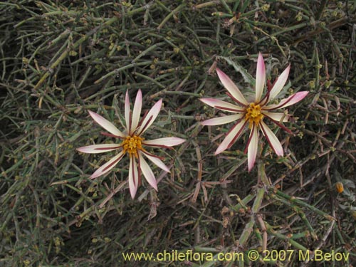 Image of Mutisia sinuata (). Click to enlarge parts of image.