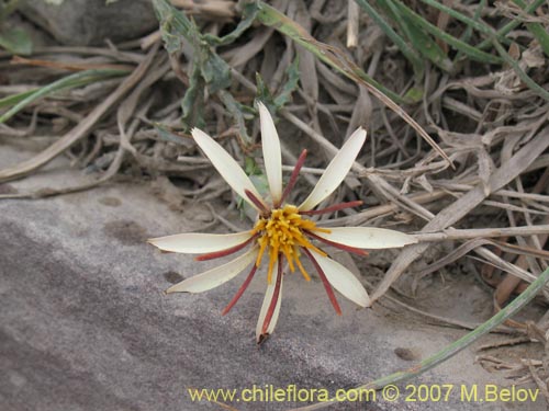 Imágen de Mutisia sinuata (). Haga un clic para aumentar parte de imágen.