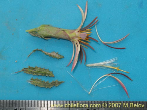 Image of Mutisia sinuata (). Click to enlarge parts of image.