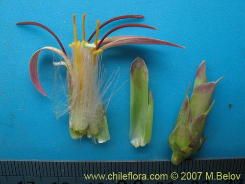 Image of Mutisia sinuata (). Click to enlarge parts of image.