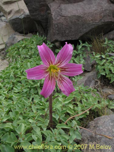 Imágen de Rhodophiala rhodolirion (Añañuca de cordillera). Haga un clic para aumentar parte de imágen.