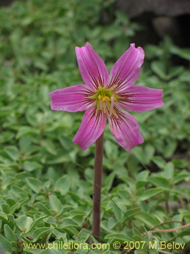 Bild von Rhodophiala rhodolirion (Añañuca de cordillera). Klicken Sie, um den Ausschnitt zu vergrössern.