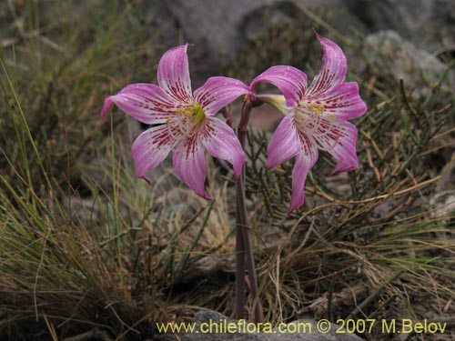 Фотография Rhodophiala rhodolirion (Añañuca de cordillera). Щелкните, чтобы увеличить вырез.