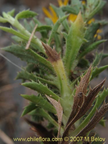 Image of Asteraceae sp. #1454 (). Click to enlarge parts of image.