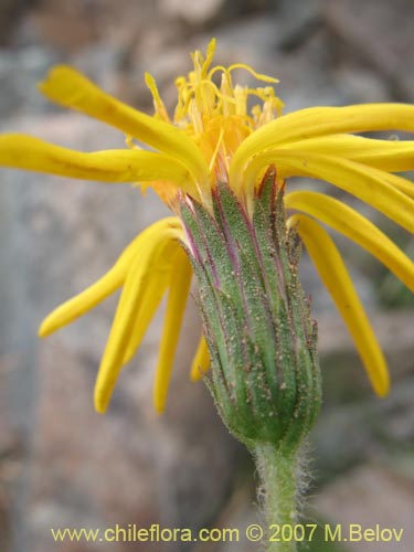 Imágen de Asteraceae sp. #1454 (). Haga un clic para aumentar parte de imágen.