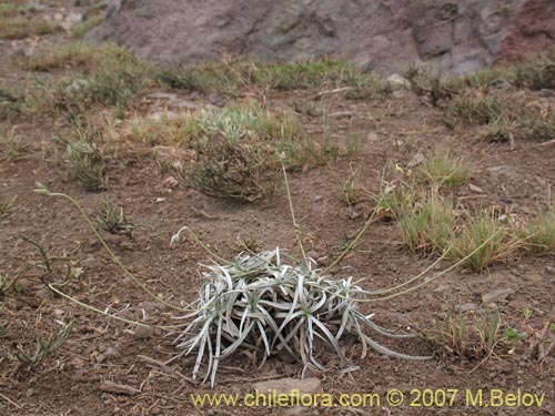 Plantago sp. #1069의 사진