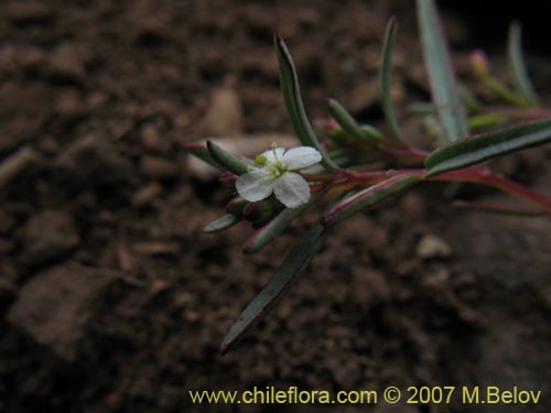 Bild von Gayophytum micranthum (). Klicken Sie, um den Ausschnitt zu vergrössern.