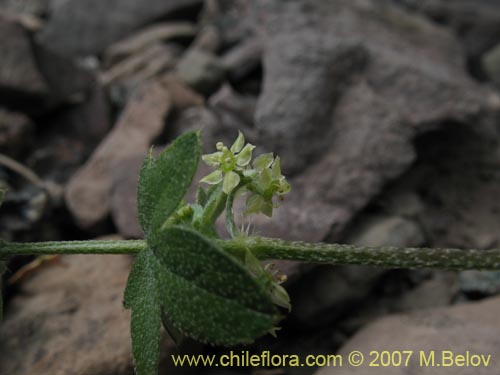 Image of Bowlesia incana (). Click to enlarge parts of image.