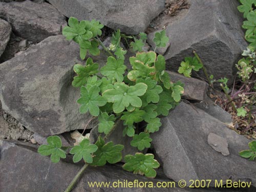 Image of Bowlesia incana (). Click to enlarge parts of image.