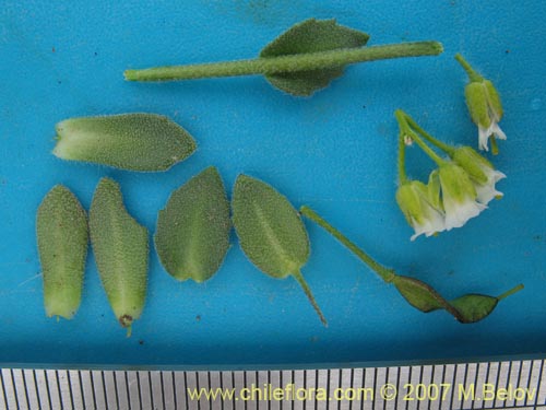 Image of Thlaspi magellanicum (). Click to enlarge parts of image.