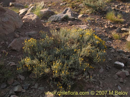 Image of Nardophyllum lanatum (Chilca). Click to enlarge parts of image.