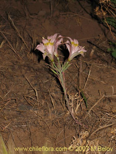 Alstroemeria pallida的照片