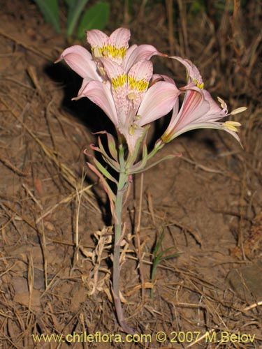 Alstroemeria pallida的照片