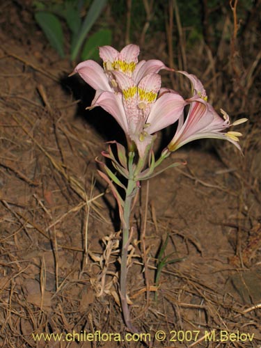 Image of Alstroemeria pallida (). Click to enlarge parts of image.