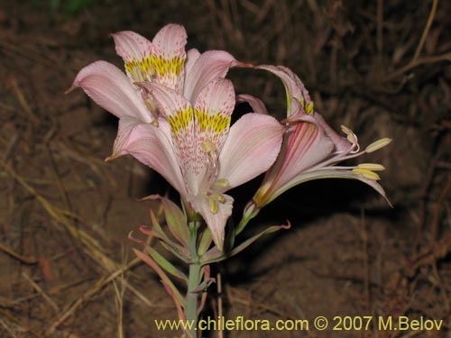 Alstroemeria pallida的照片